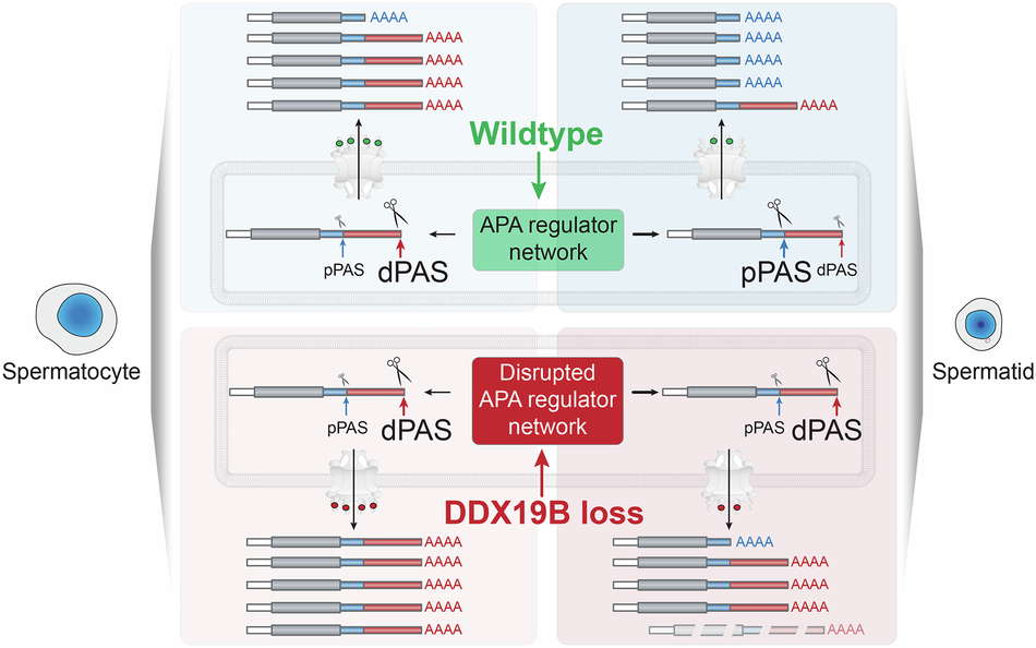 Original graphical abstract comparing RNA regulation in wild-type and DDX19B-deficient spermatogenic cells